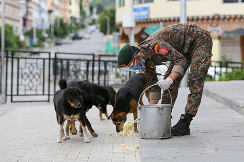 An Army feeding a stray Dog
